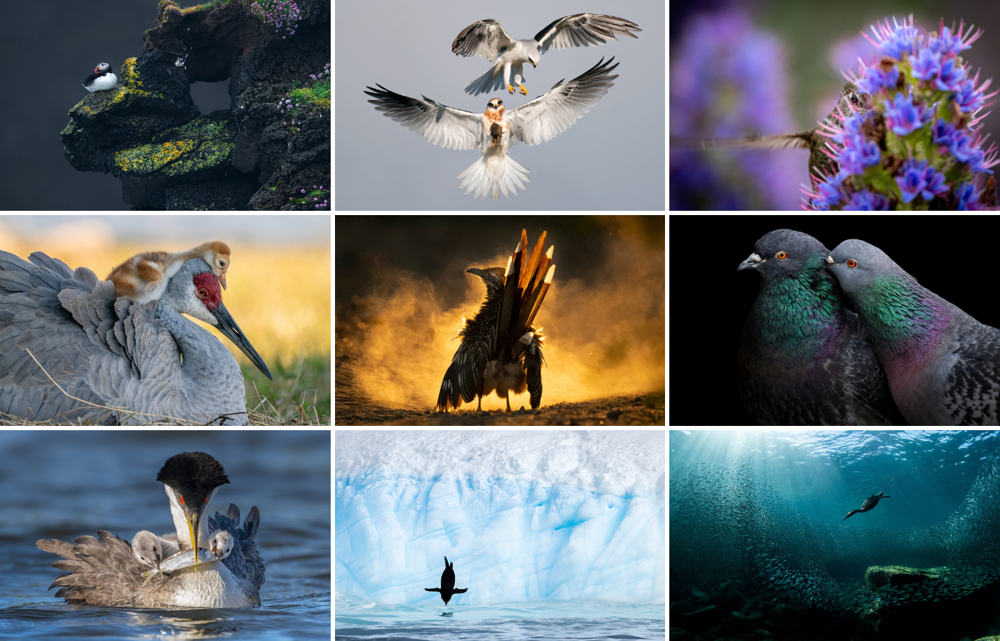 A collage of the following birds. Photos from left: Atlantic Puffin, Shane Kalyn/Audubon Photography Awards/2023 Professional Award Winner; White-tailed Kites, Jack Zhi/Audubon Photography Awards/2022 Grand Prize Winner; Anna's Hummingbird, Patrick Coughl